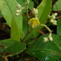 Schumacheria castaneifolia Vahl